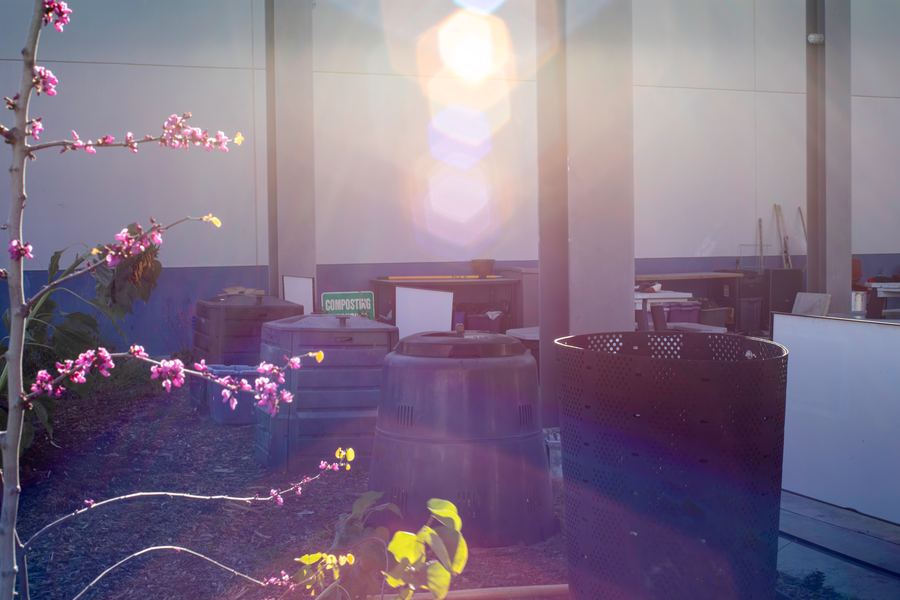 Blossoms and compost bins glowing in warm afternoon light.